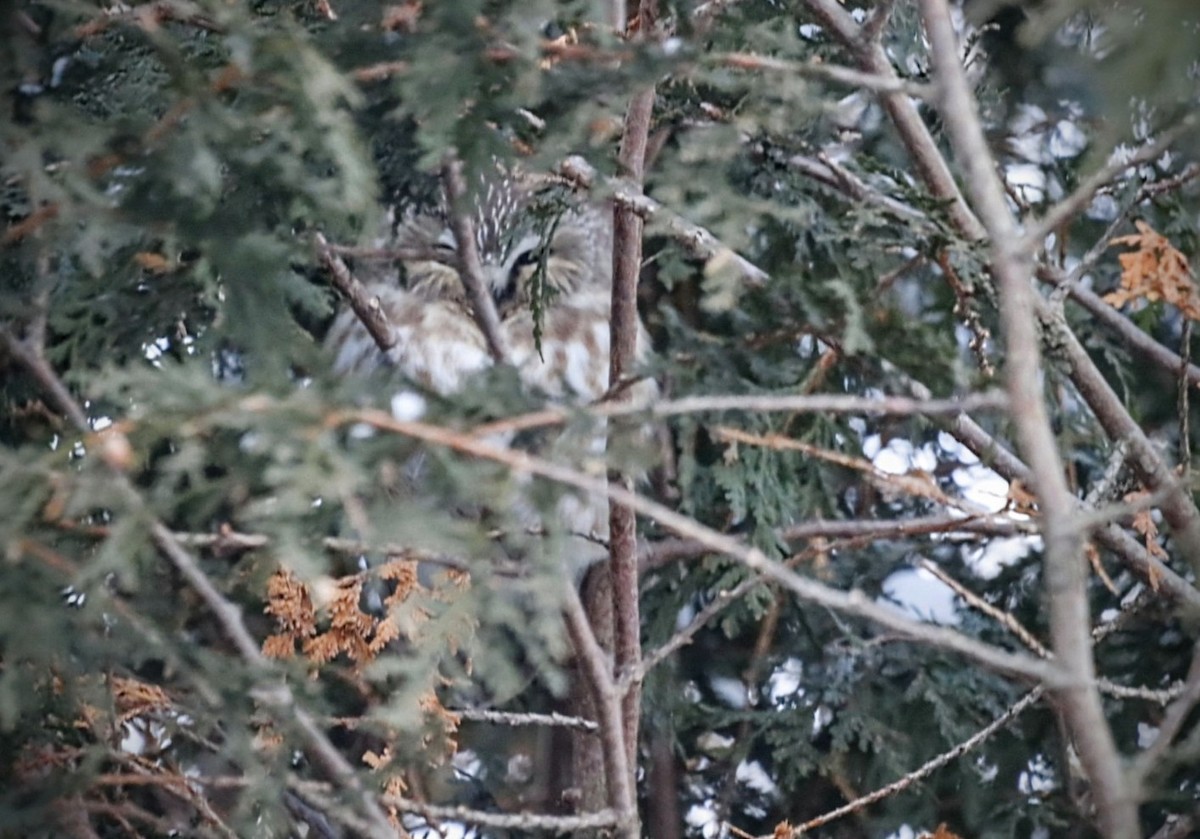 Northern Saw-whet Owl - ML628056477