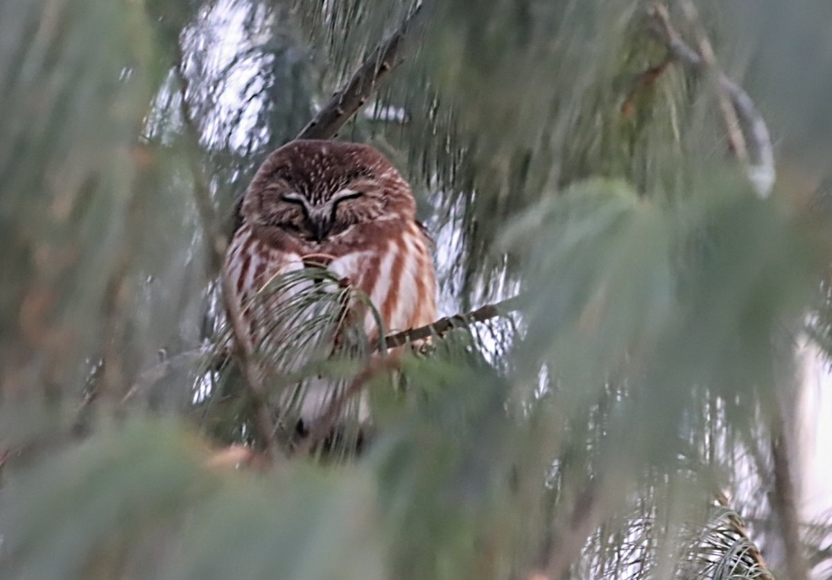 Northern Saw-whet Owl - ML628056478