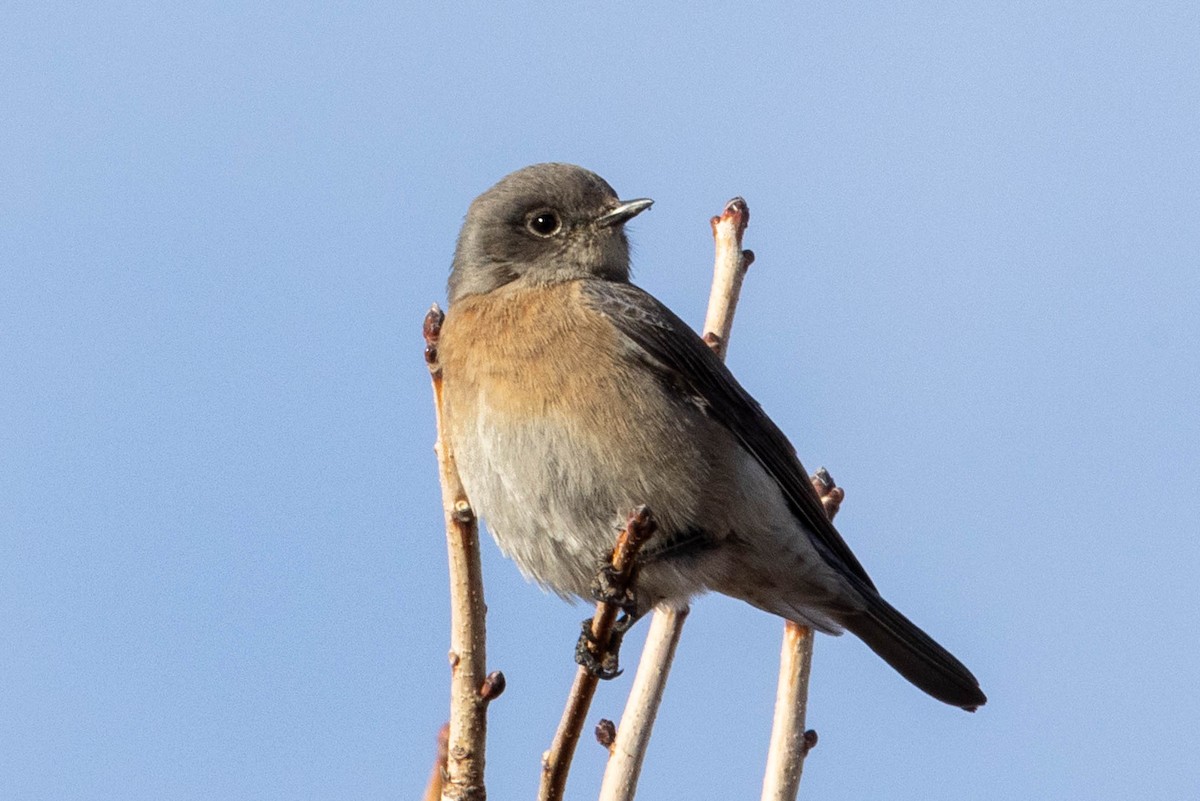 Western Bluebird - ML628056489