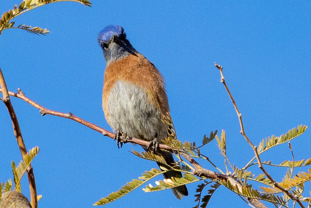 Western Bluebird - ML628056490