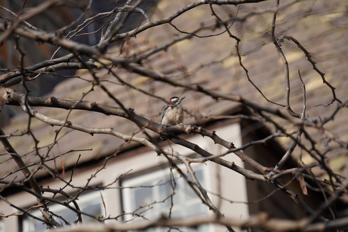 Downy Woodpecker - ML628056495