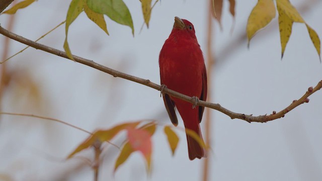 Summer Tanager - ML628056518