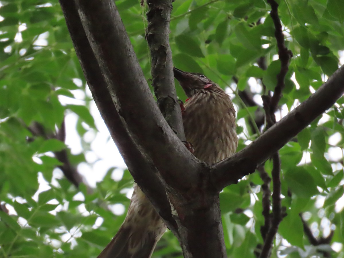 Red Wattlebird - ML628056531