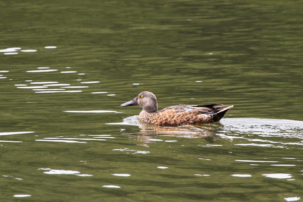 Australasian Shoveler - ML628056548