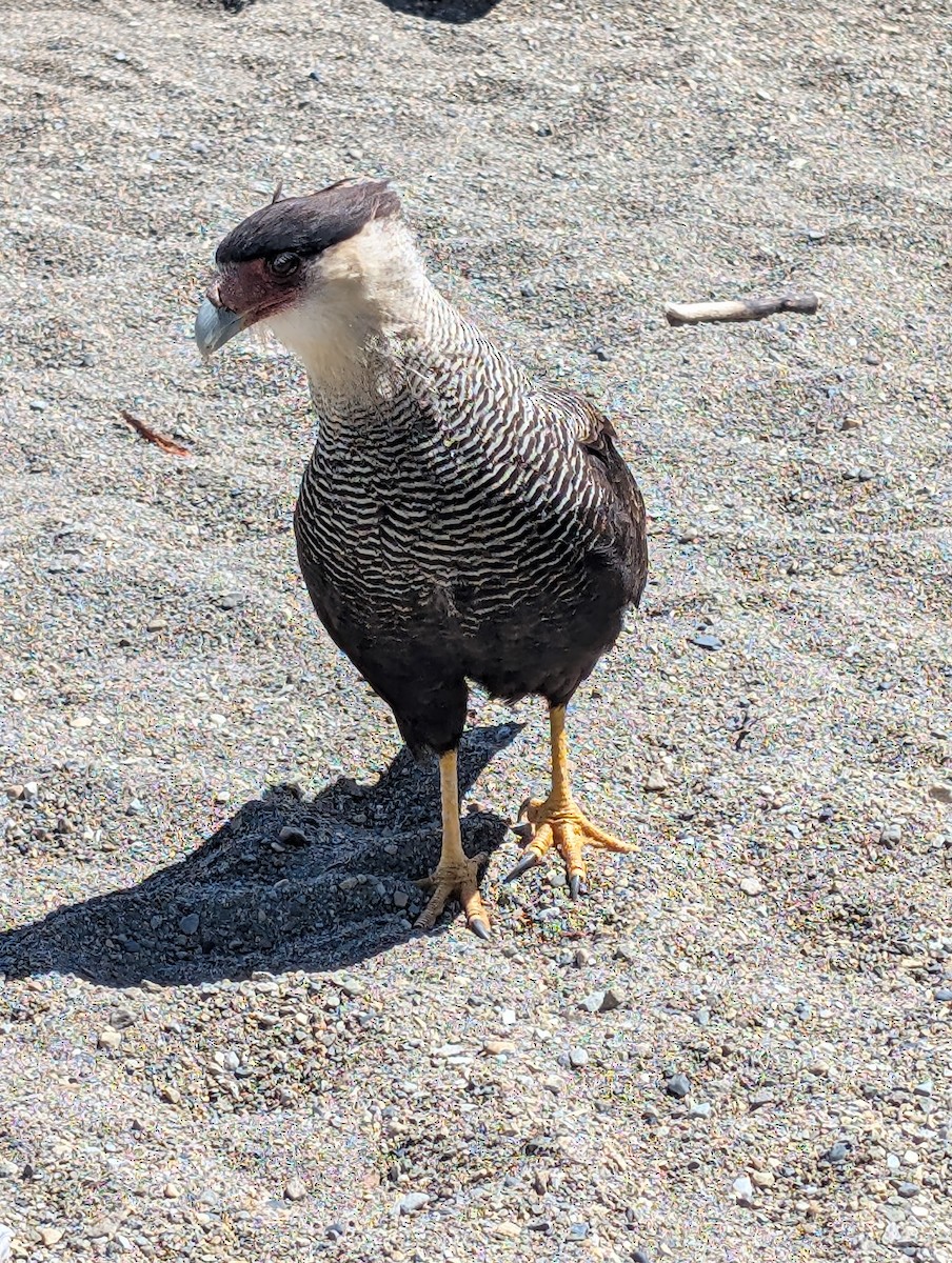 Crested Caracara - ML628056550