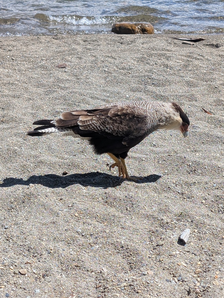 Crested Caracara - ML628056551