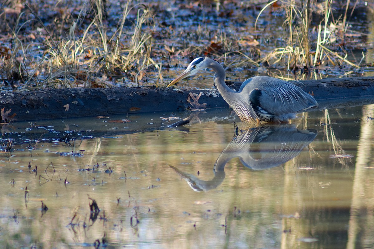 Great Blue Heron - ML628056577
