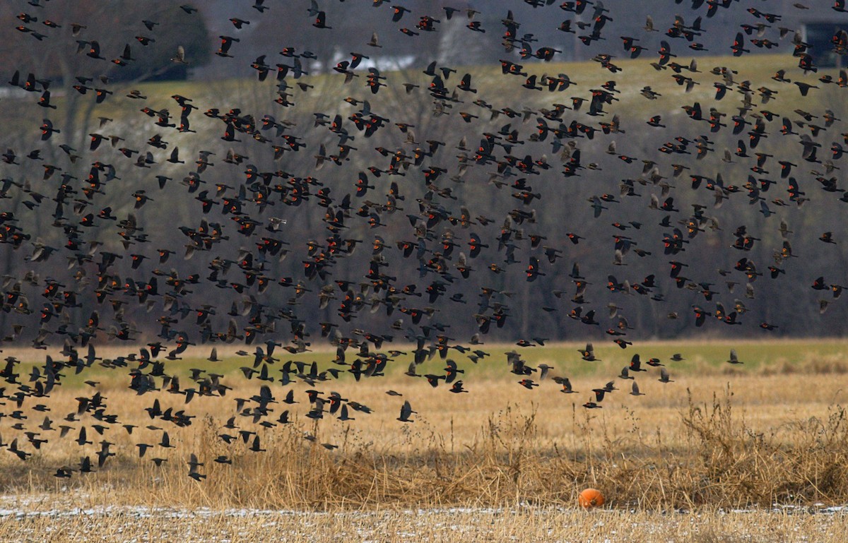 Red-winged Blackbird - ML628056586