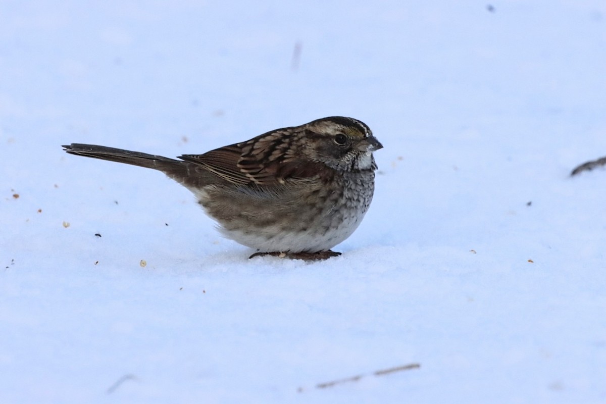 White-throated Sparrow - ML628056589