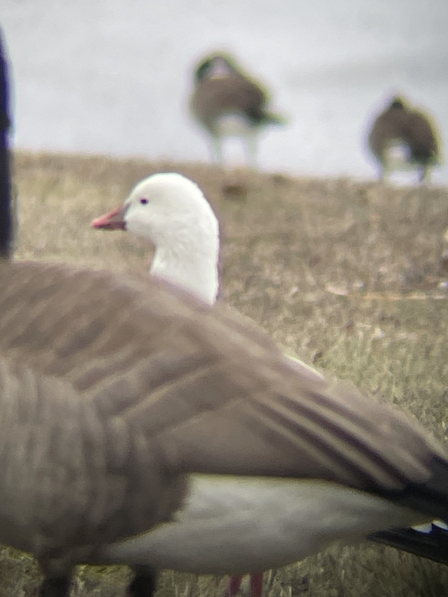 Ross's Goose - ML628056597