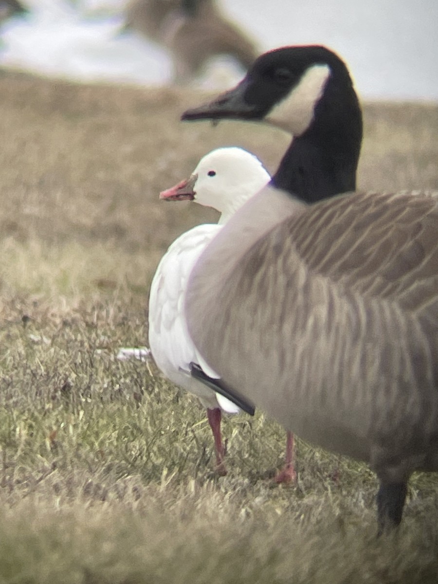 Ross's Goose - ML628056598