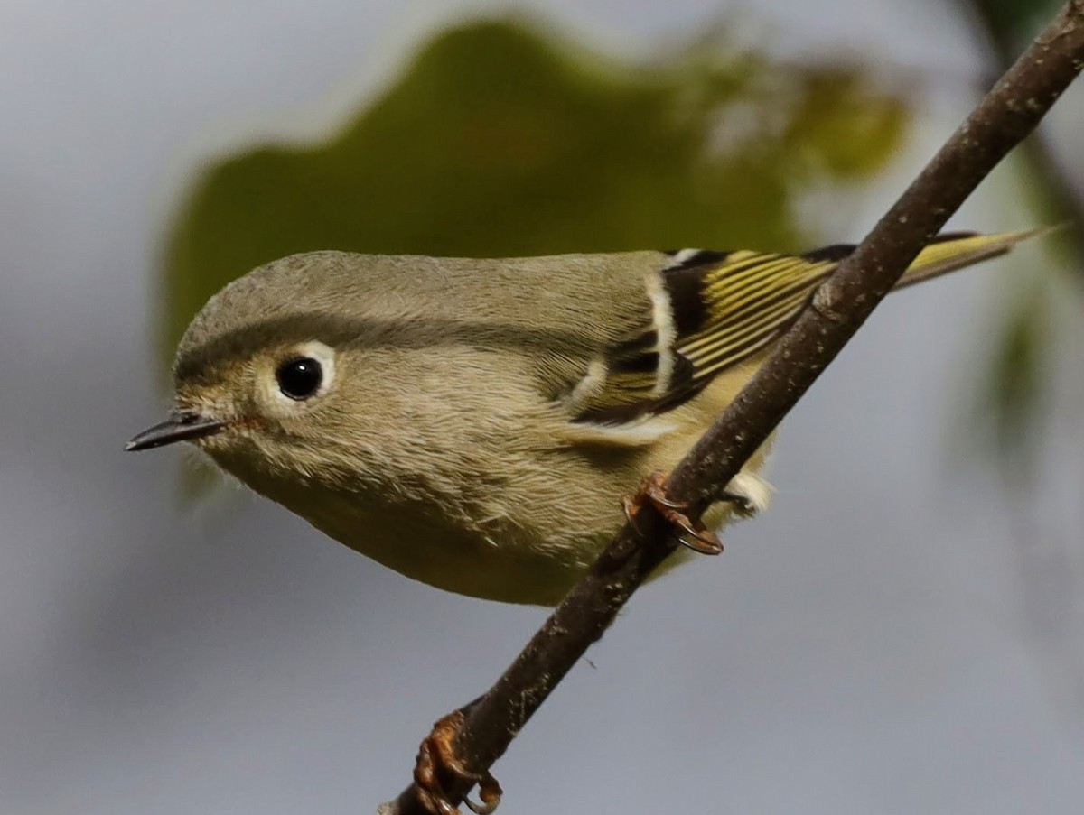 Ruby-crowned Kinglet - ML628056600