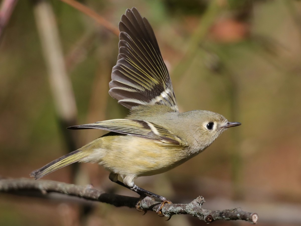 Ruby-crowned Kinglet - ML628056601