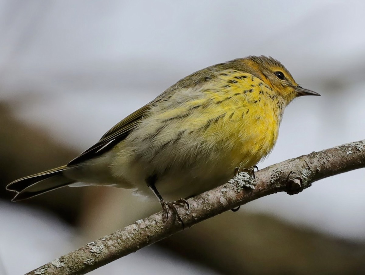Cape May Warbler - ML628056613