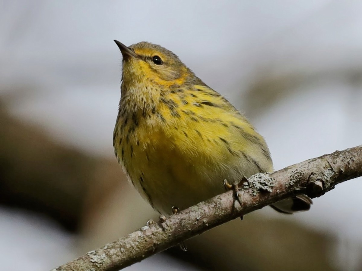 Cape May Warbler - ML628056614