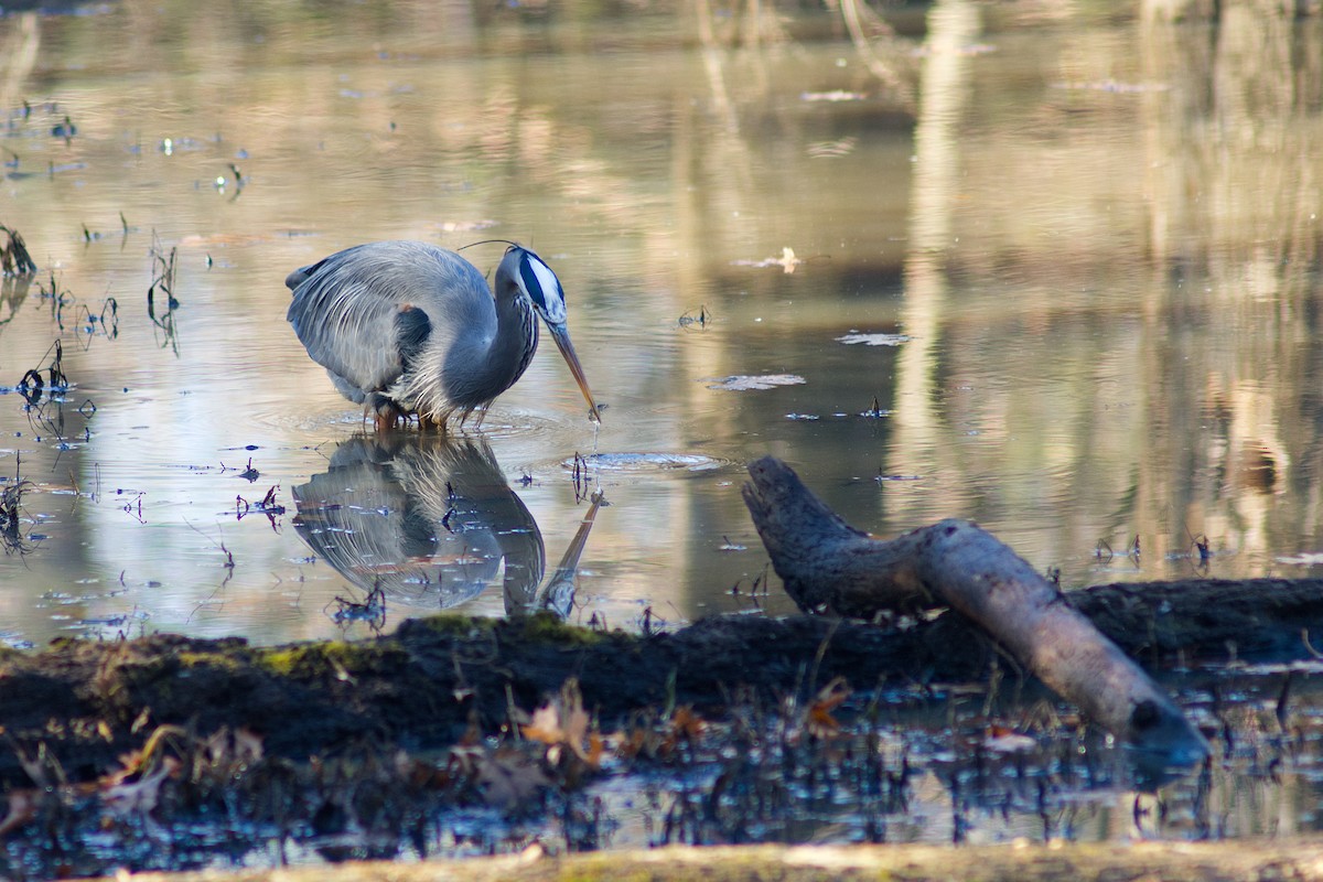 Great Blue Heron - ML628056622
