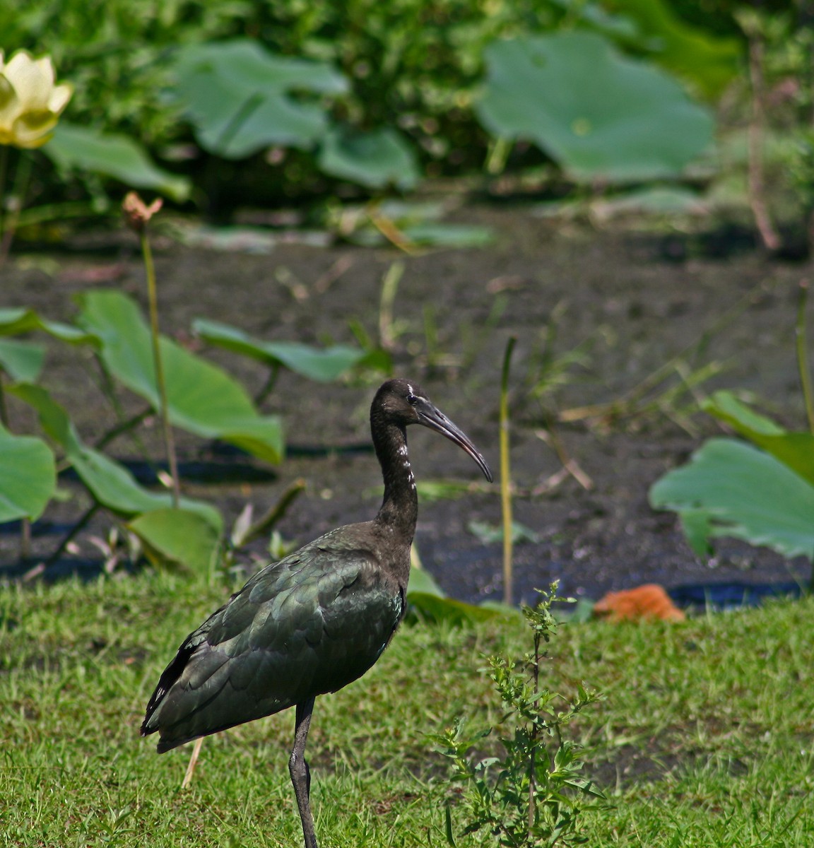 Glossy Ibis - ML628056624