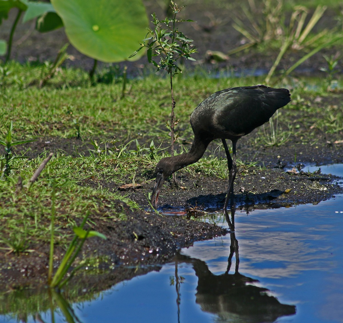 Glossy Ibis - ML628056629