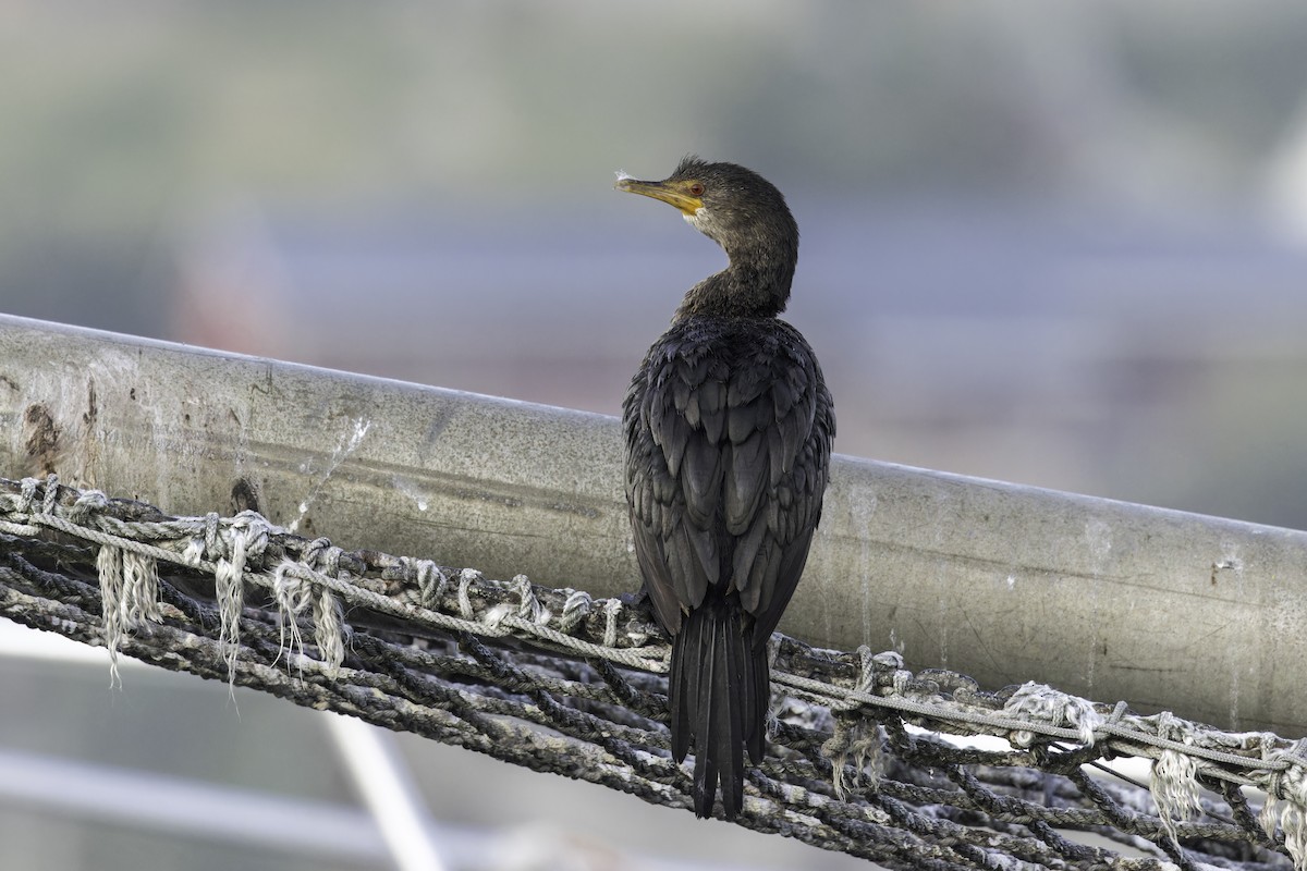 Crowned Cormorant - ML628056656