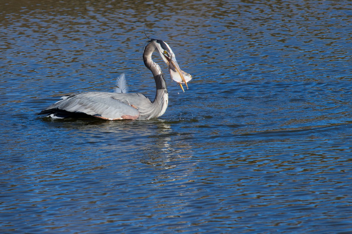 Great Blue Heron - ML628056660