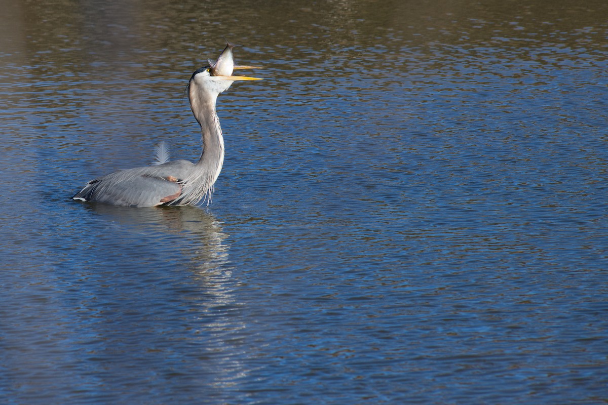Great Blue Heron - ML628056700