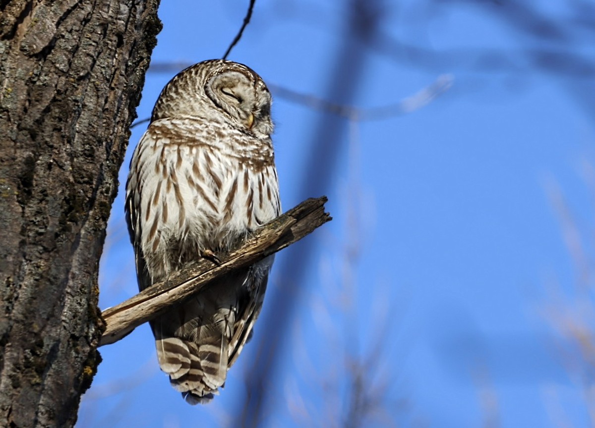 Barred Owl - ML628056749