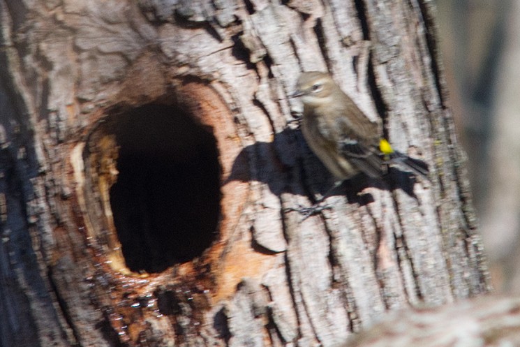 Yellow-rumped Warbler - ML628056790