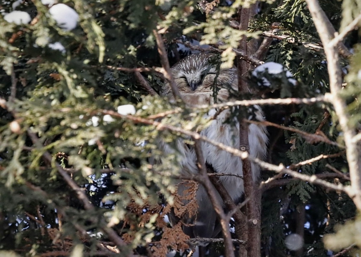 Northern Saw-whet Owl - ML628056792