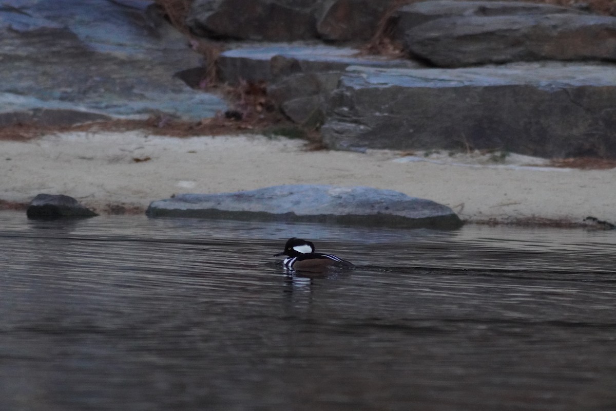 Hooded Merganser - ML628056795