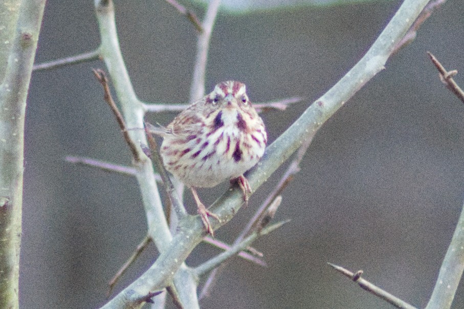 Song Sparrow - ML628056806