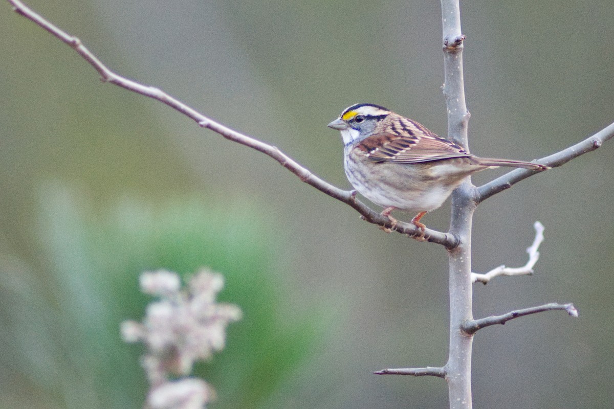 White-throated Sparrow - ML628056813