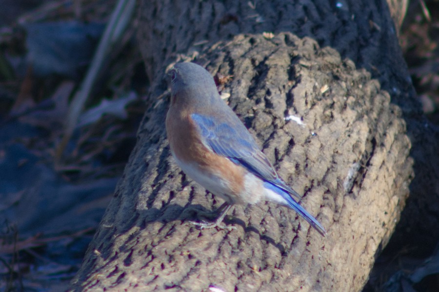 Eastern Bluebird - ML628056855