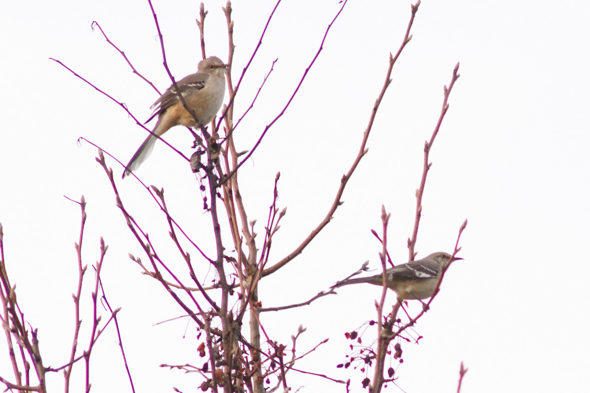 Northern Mockingbird - ML628056879