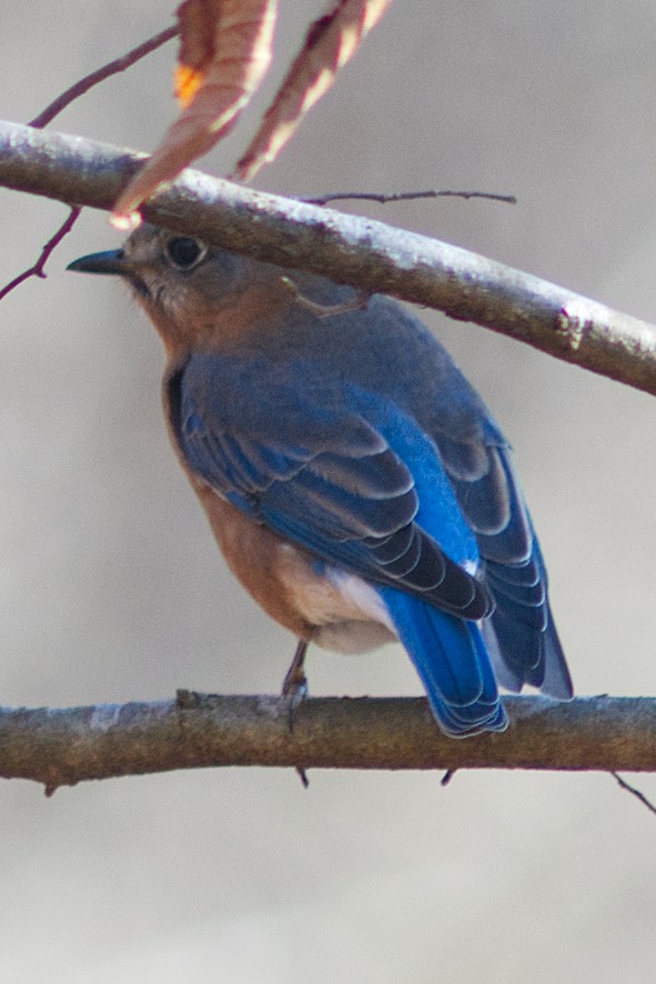 Eastern Bluebird - ML628056887
