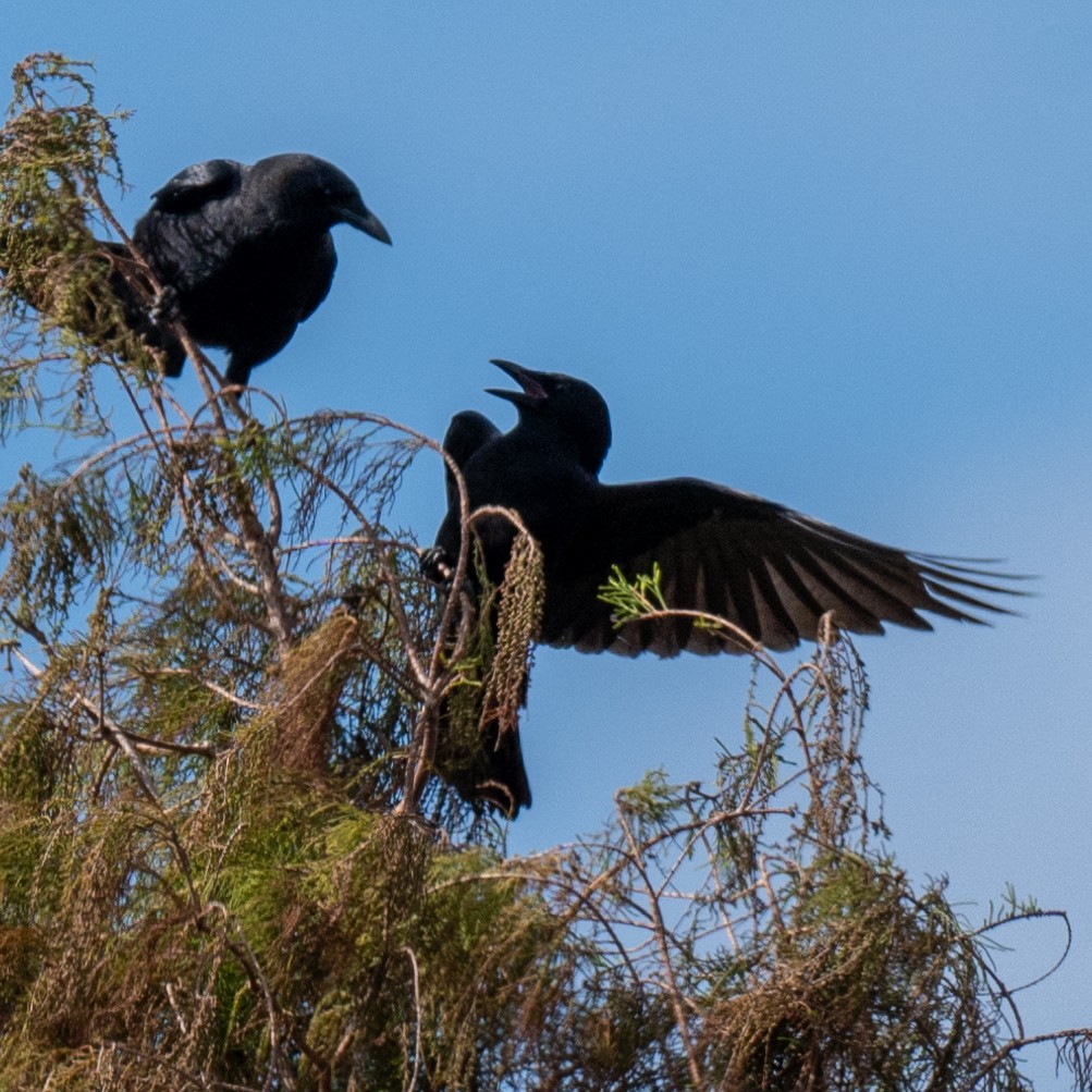 American Crow - ML628056889