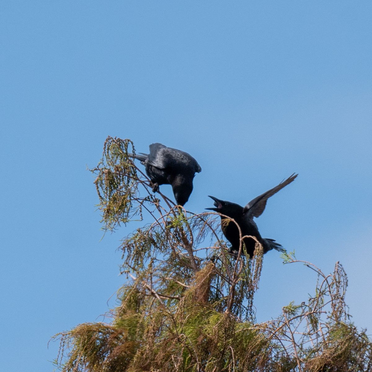 American Crow - ML628056894