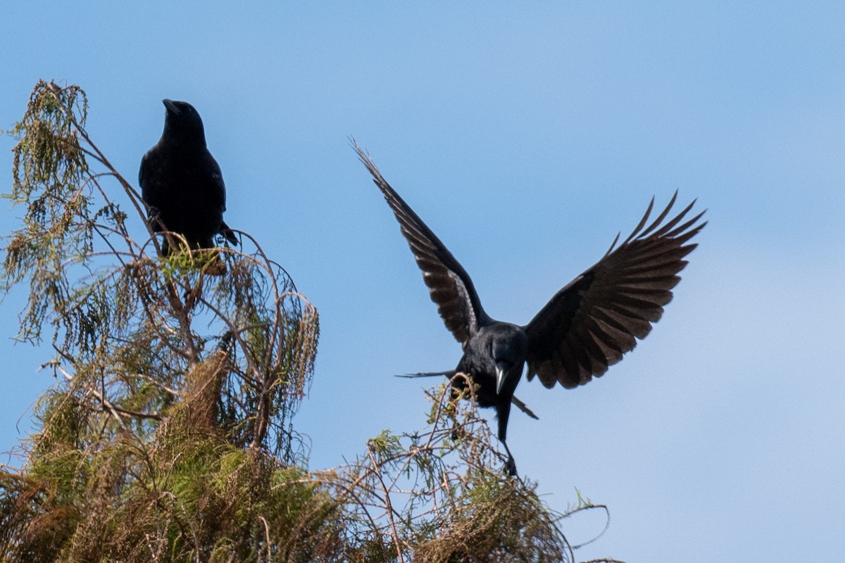 American Crow - ML628056896