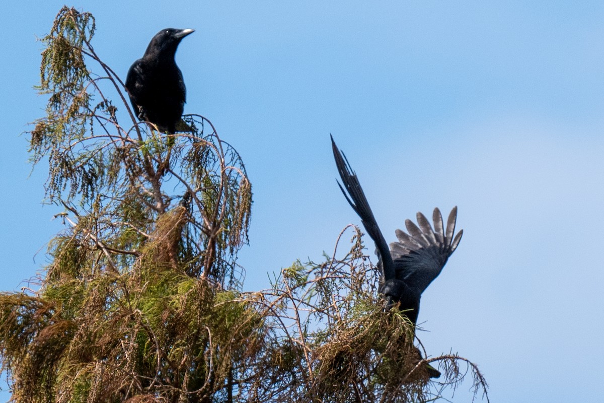 American Crow - ML628056897