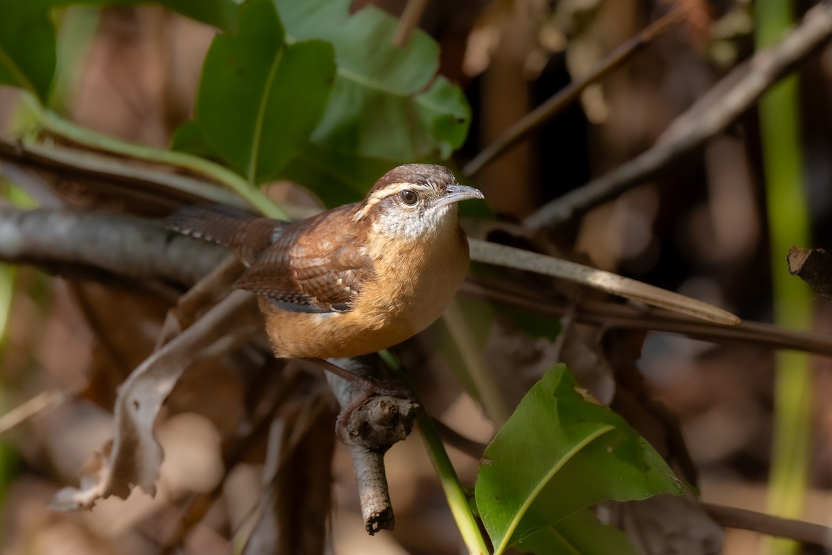 Carolina Wren (Northern) - ML628056932