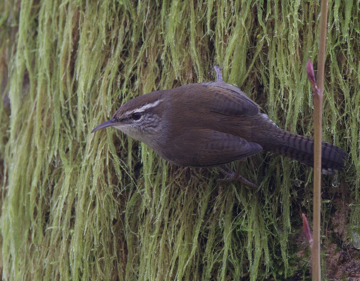 Troglodyte de Bewick - ML628056949