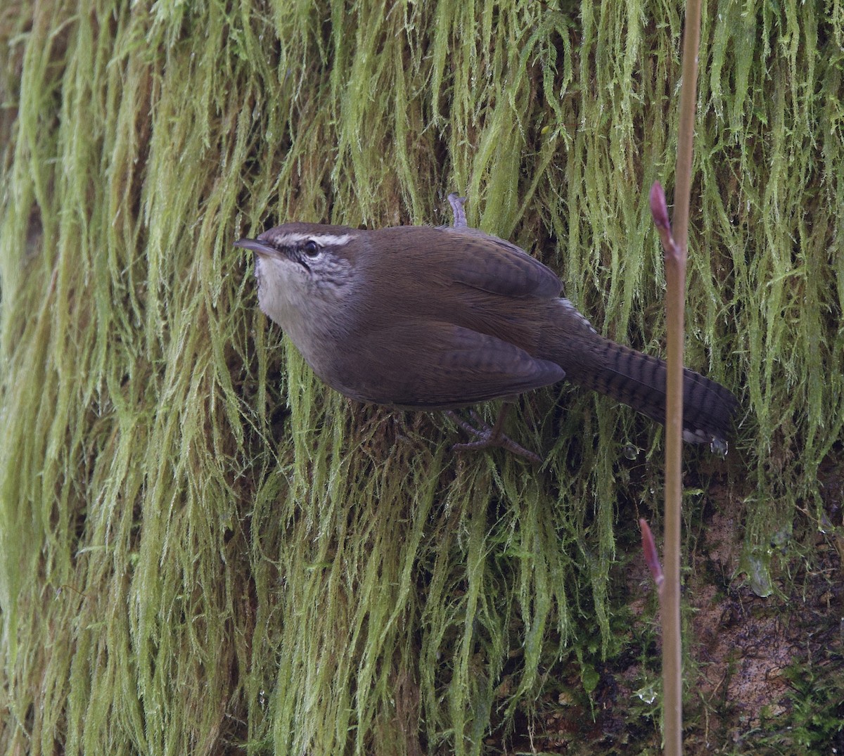 Troglodyte de Bewick - ML628056981