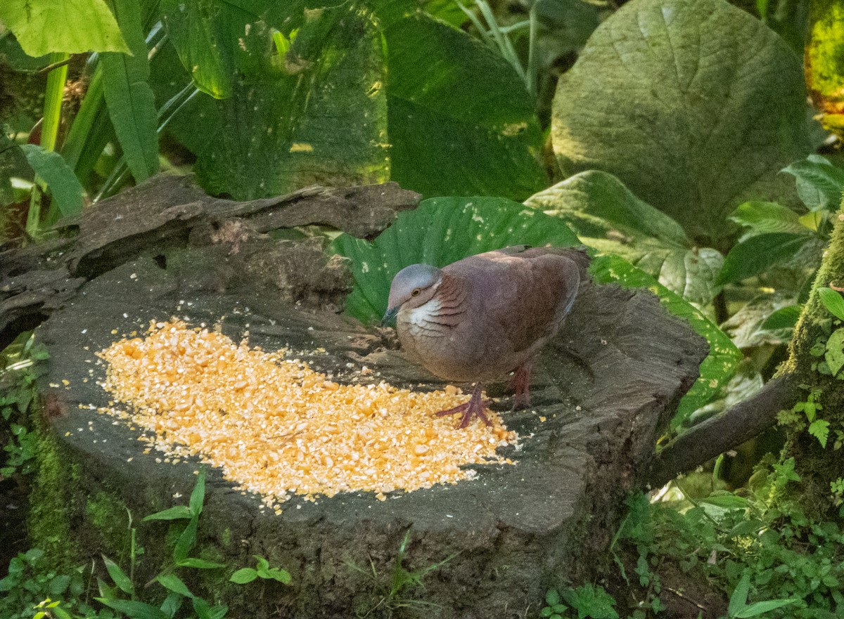 White-throated Quail-Dove - ML628057058