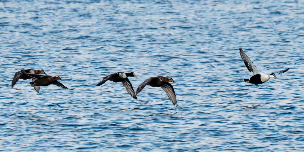 Common Eider - ML628057142