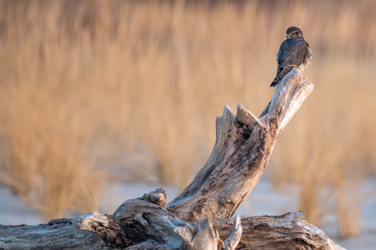 Merlin - ML628057177