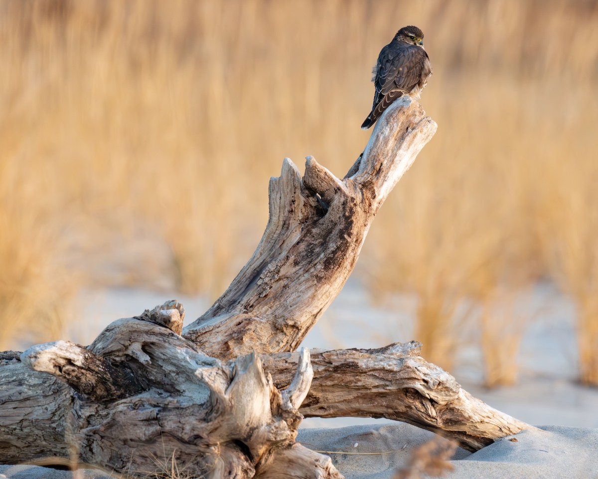 Merlin - ML628057178