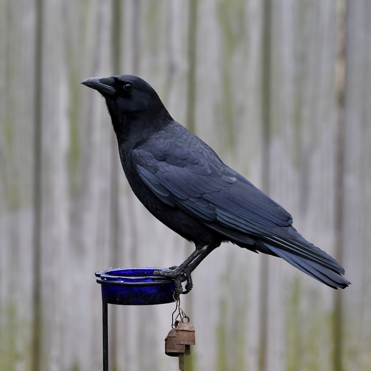 American Crow - ML628057179