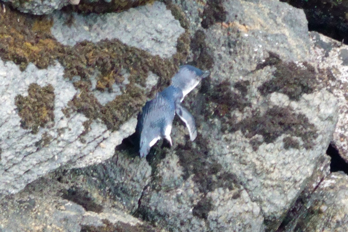 Little Penguin - ML628057217