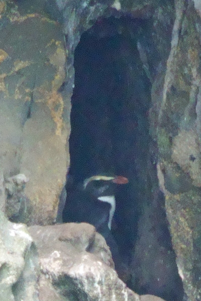 Fiordland Penguin - ML628057232