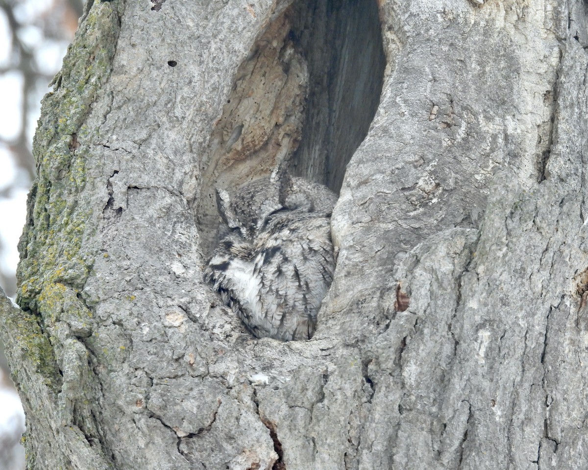 Eastern Screech-Owl - ML628057312