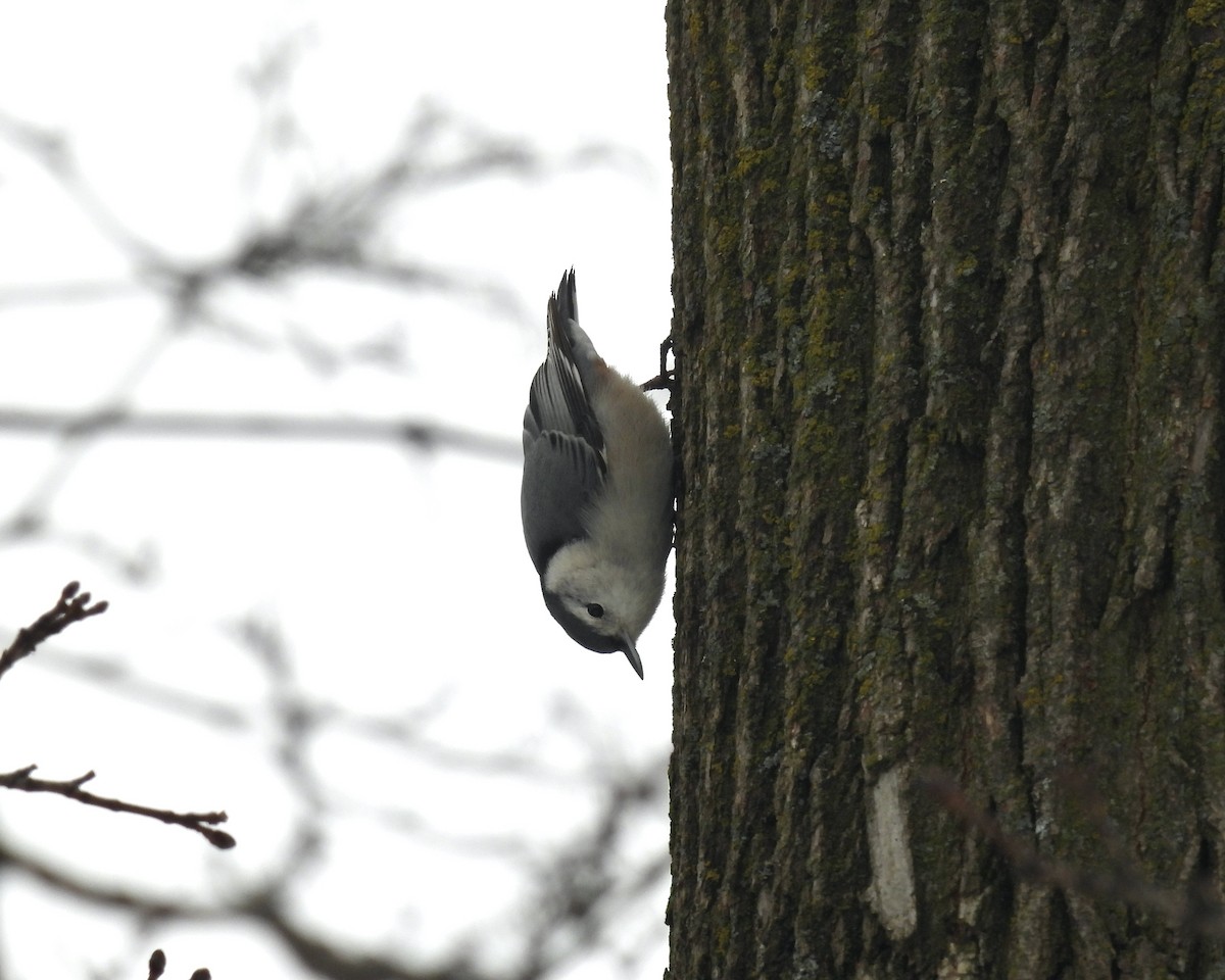 White-breasted Nuthatch - ML628057368